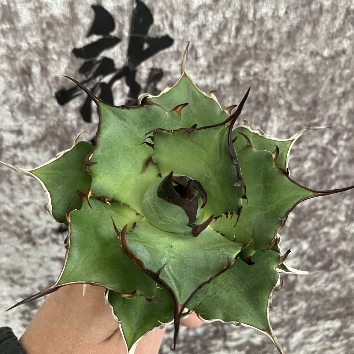 [ dragon ..]①No.H111 special selection agave succulent plant chitanota is tesHades black ... dragon . tooth a little over . finest quality large stock 