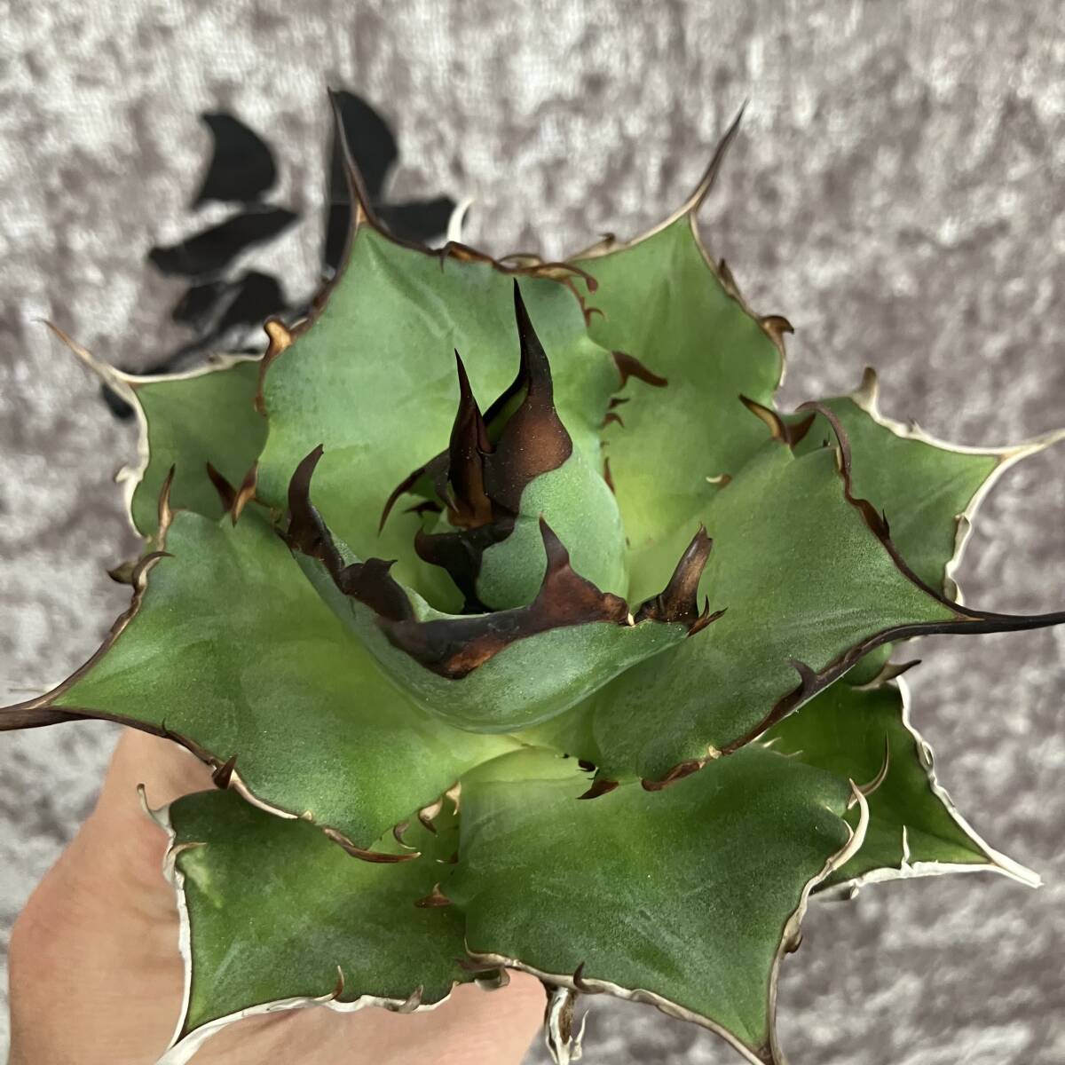 [ dragon ..]①No.H111 special selection agave succulent plant chitanota is tesHades black ... dragon . tooth a little over . finest quality large stock 