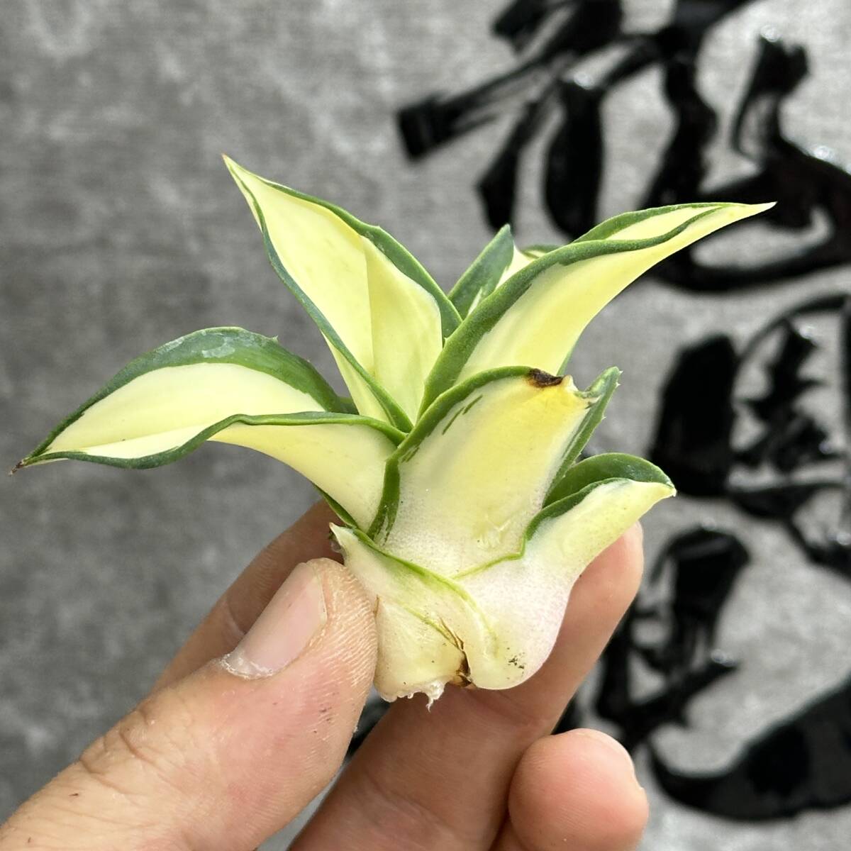 [ dragon ..]①No.1171 special selection agave succulent plant tequila wave. leaf parrot. ....*Agave desmetiana* ultra rare! yellow middle . finest quality stock import stock 
