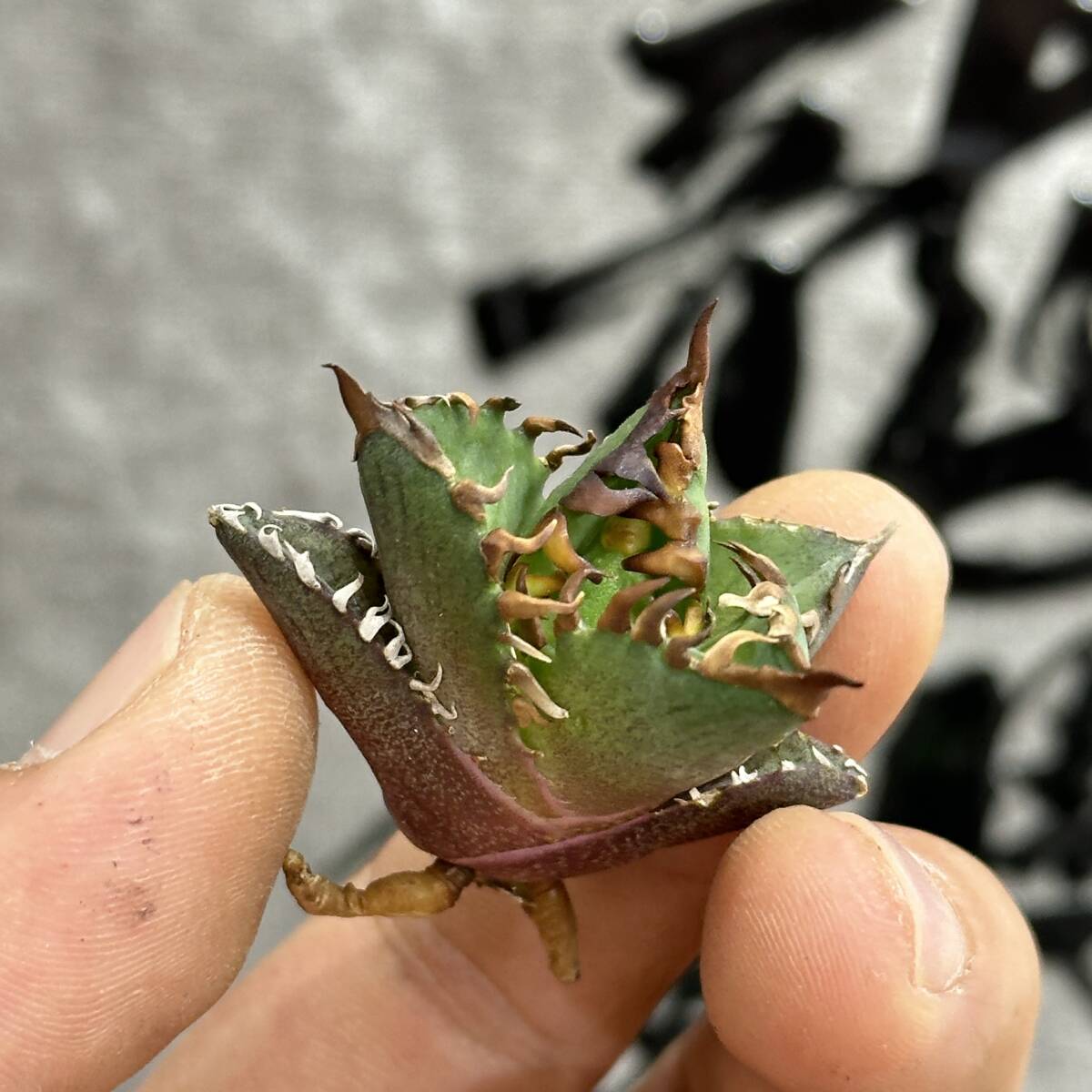 [ dragon ..]①No.1162 special selection agave succulent plant chitanota red cat we zrugoli cat \' Red catweezle \' a little over . finest quality stock 6 stock 