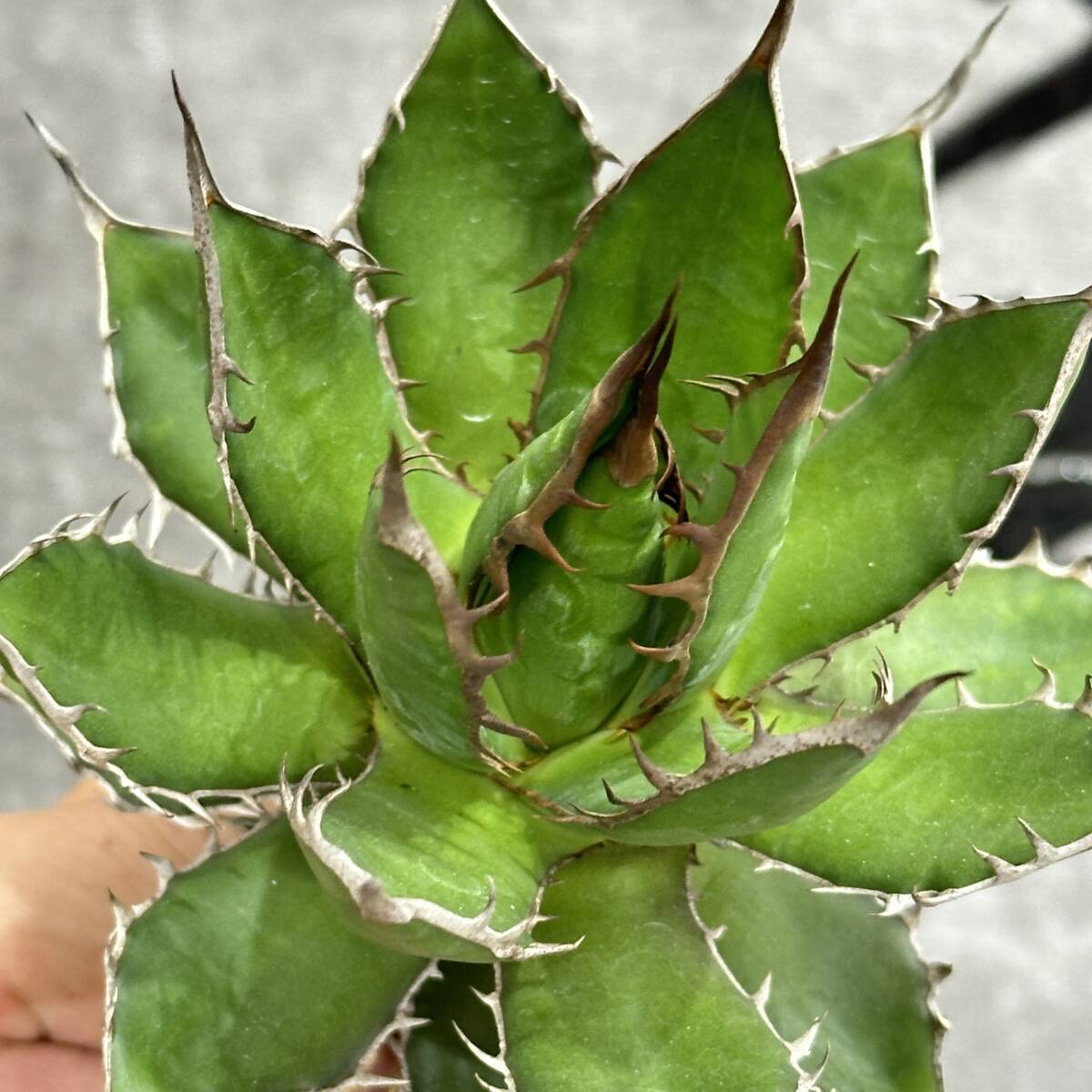 [ dragon ..]①No.1143 special selection agave succulent plant Hori da super a little over . finest quality large stock 