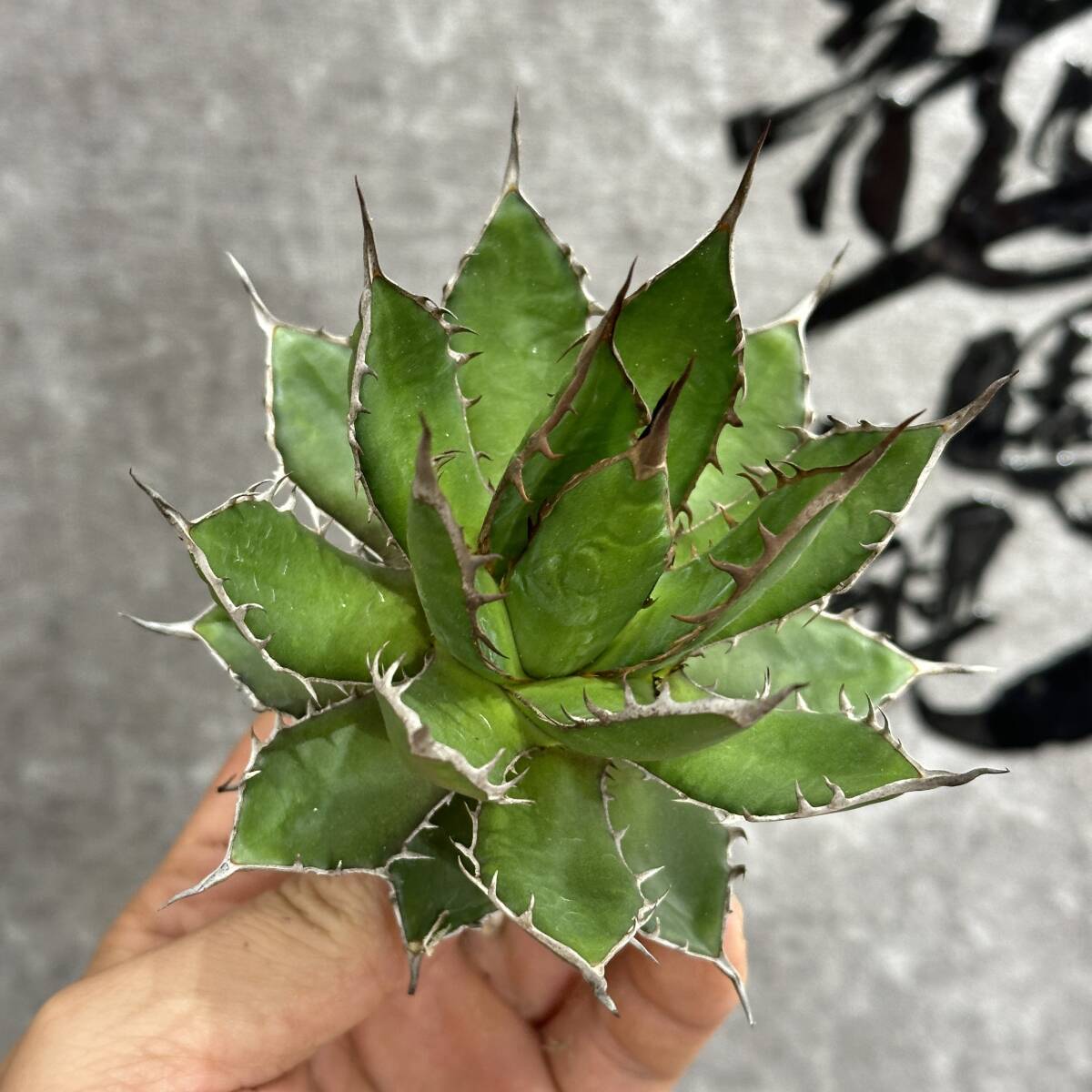 [ dragon ..]①No.1143 special selection agave succulent plant Hori da super a little over . finest quality large stock 