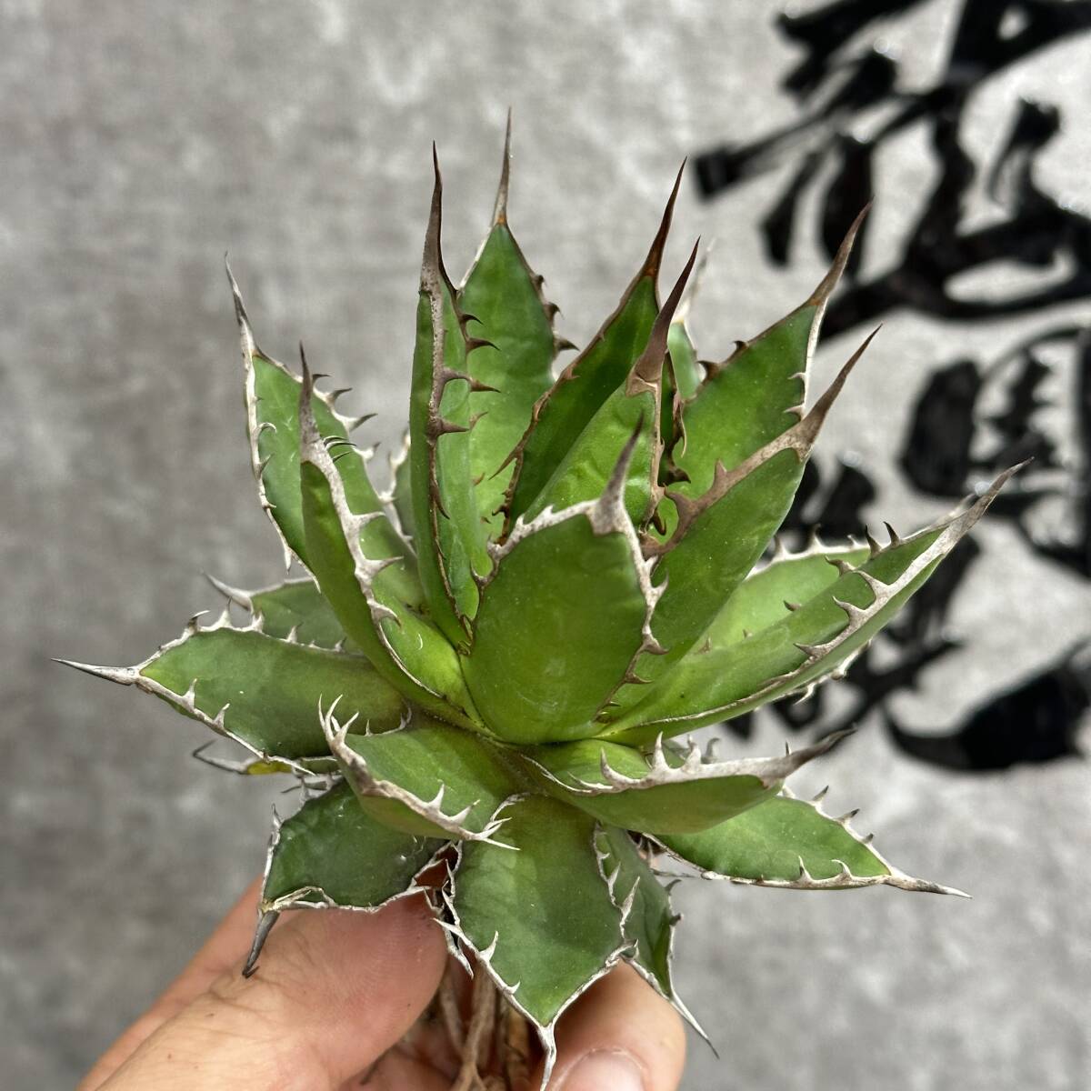[ dragon ..]①No.1143 special selection agave succulent plant Hori da super a little over . finest quality large stock 