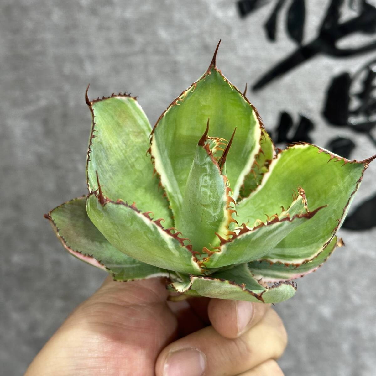 【龍園觀】①No.1180 特選 アガベ 多肉植物 ボビコルヌータ カウズホーン Agave bovicornuta 白覆輪 激レア！の画像6