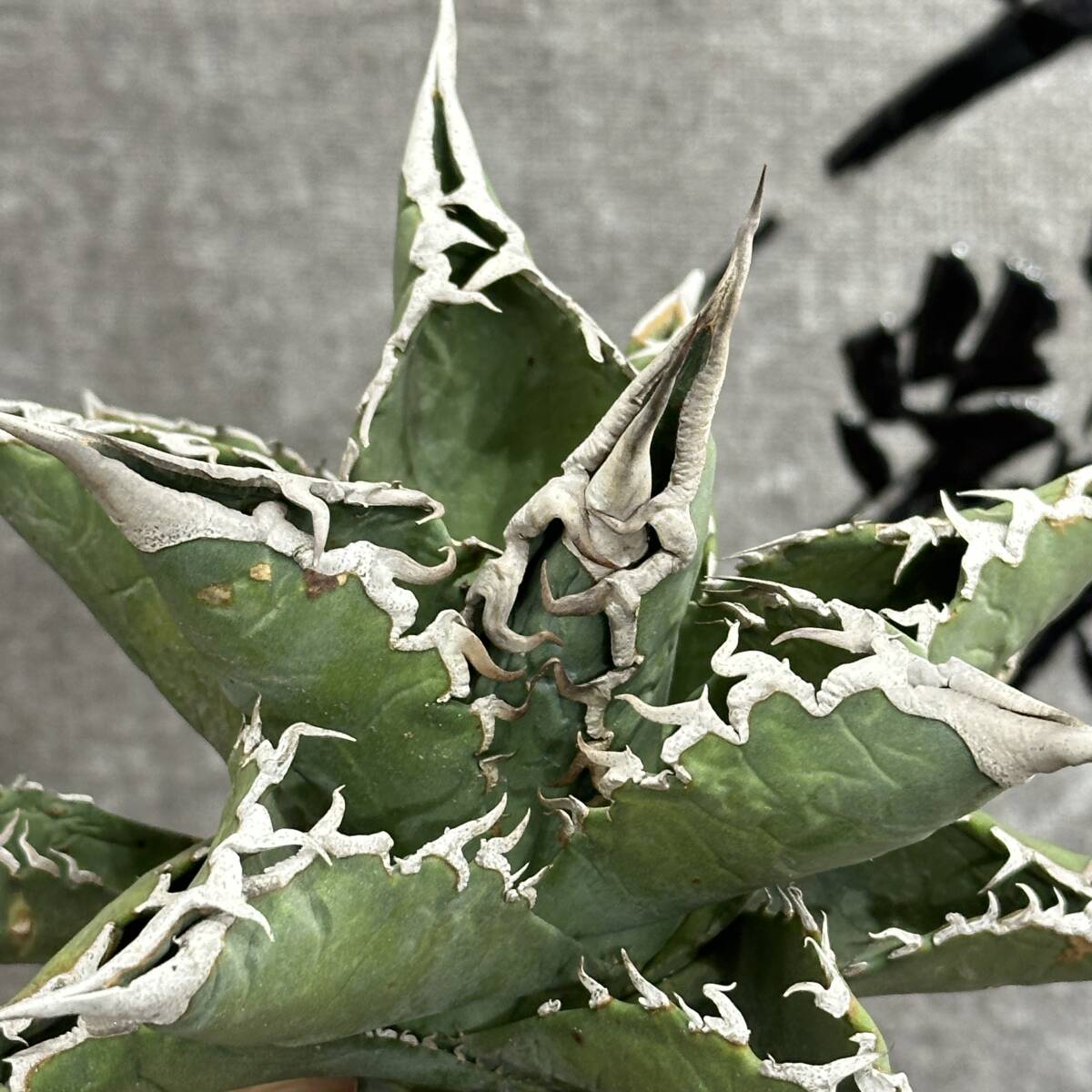 【龍園觀】①No.175 特選 アガベ 多肉植物 チタノタ 狂刺夕映 強棘 極上株 包葉の画像8