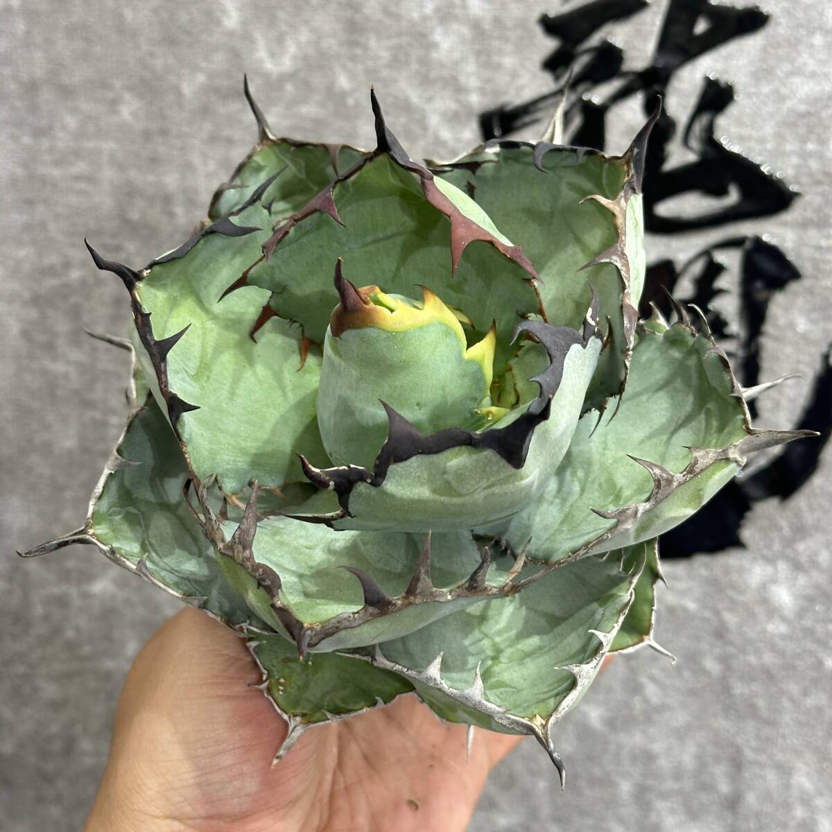 [ dragon ..]①No.184 special selection agave succulent plant chitanotaBB black and blue . black . super a little over .. leaf type finest quality stock short leaf lamp shape 