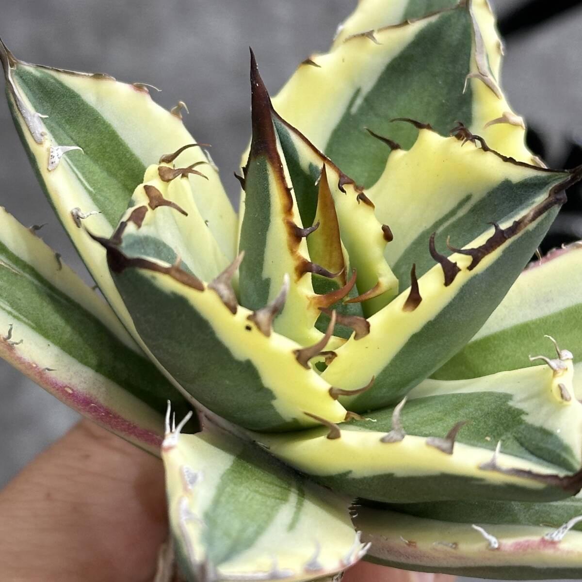 [ dragon ..]① No.1124 special selection agave succulent plant snagru toe s finest quality stock ultra rare!