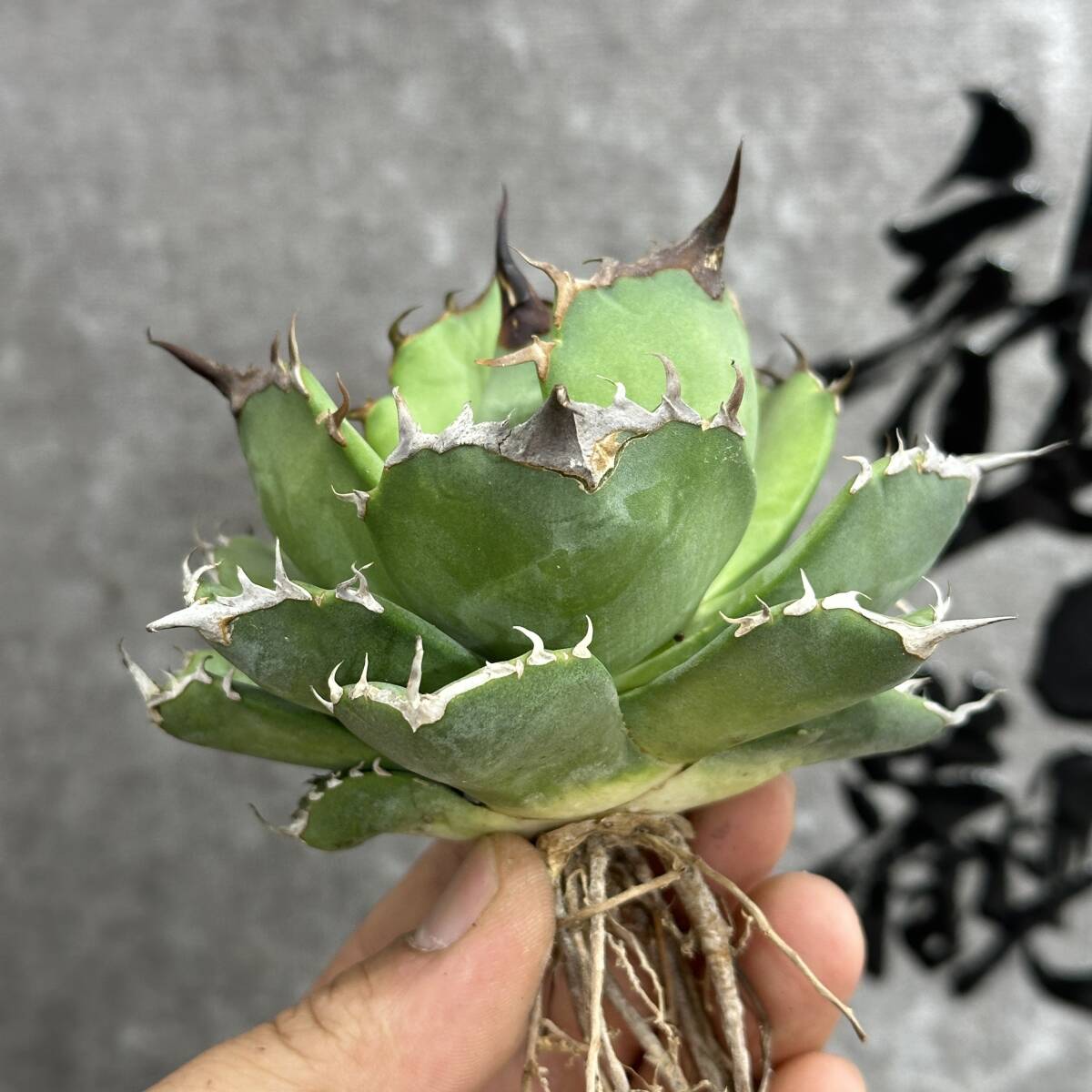 【龍園觀】① No.361 特選 アガベ 多肉植物 チタノタ Torch 聖火 強棘 極上株 激レア！_画像2