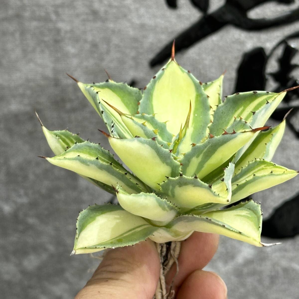 [ dragon ..]No.1102 special selection agave succulent plant .... ultra rare! yellow middle . finest quality stock 