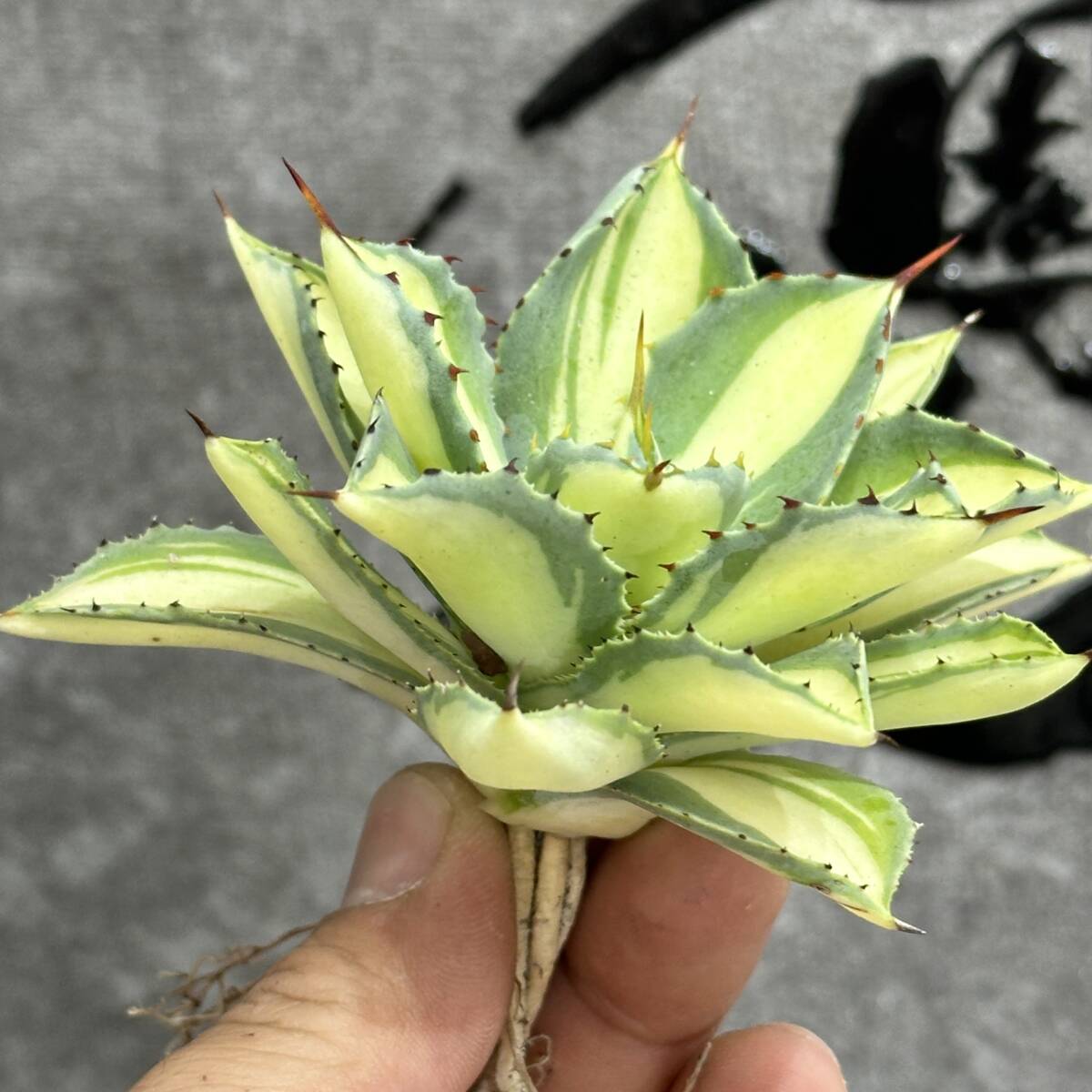 [ dragon ..]No.1102 special selection agave succulent plant .... ultra rare! yellow middle . finest quality stock 