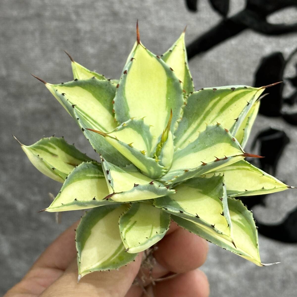 [ dragon ..]No.1102 special selection agave succulent plant .... ultra rare! yellow middle . finest quality stock 