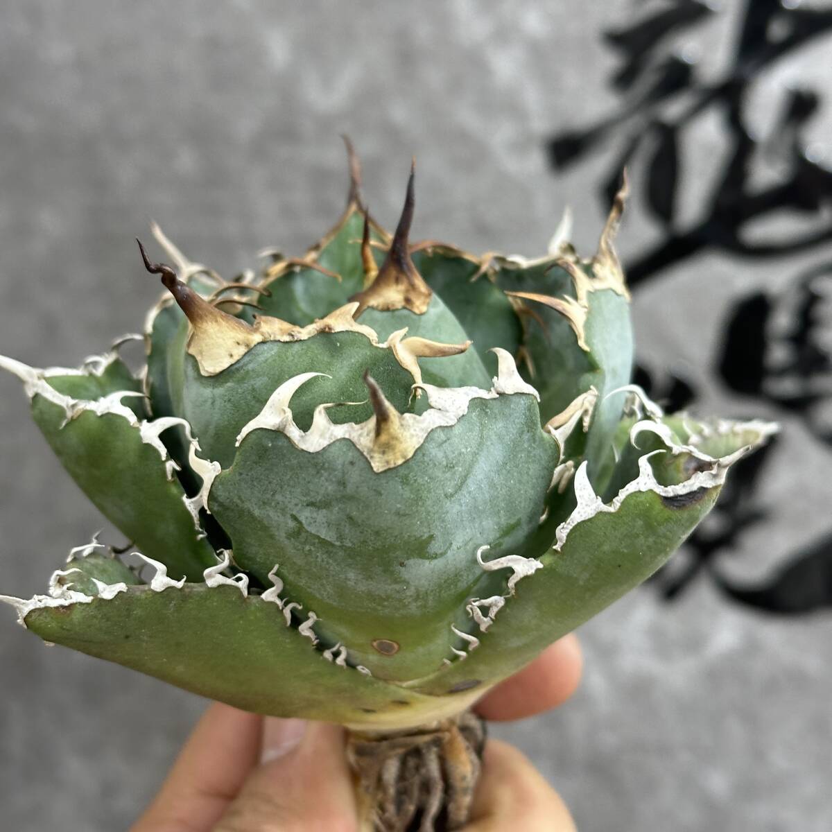 [ dragon ..]①No.117 special selection agave succulent plant chitanota white . a little over . finest quality stock 