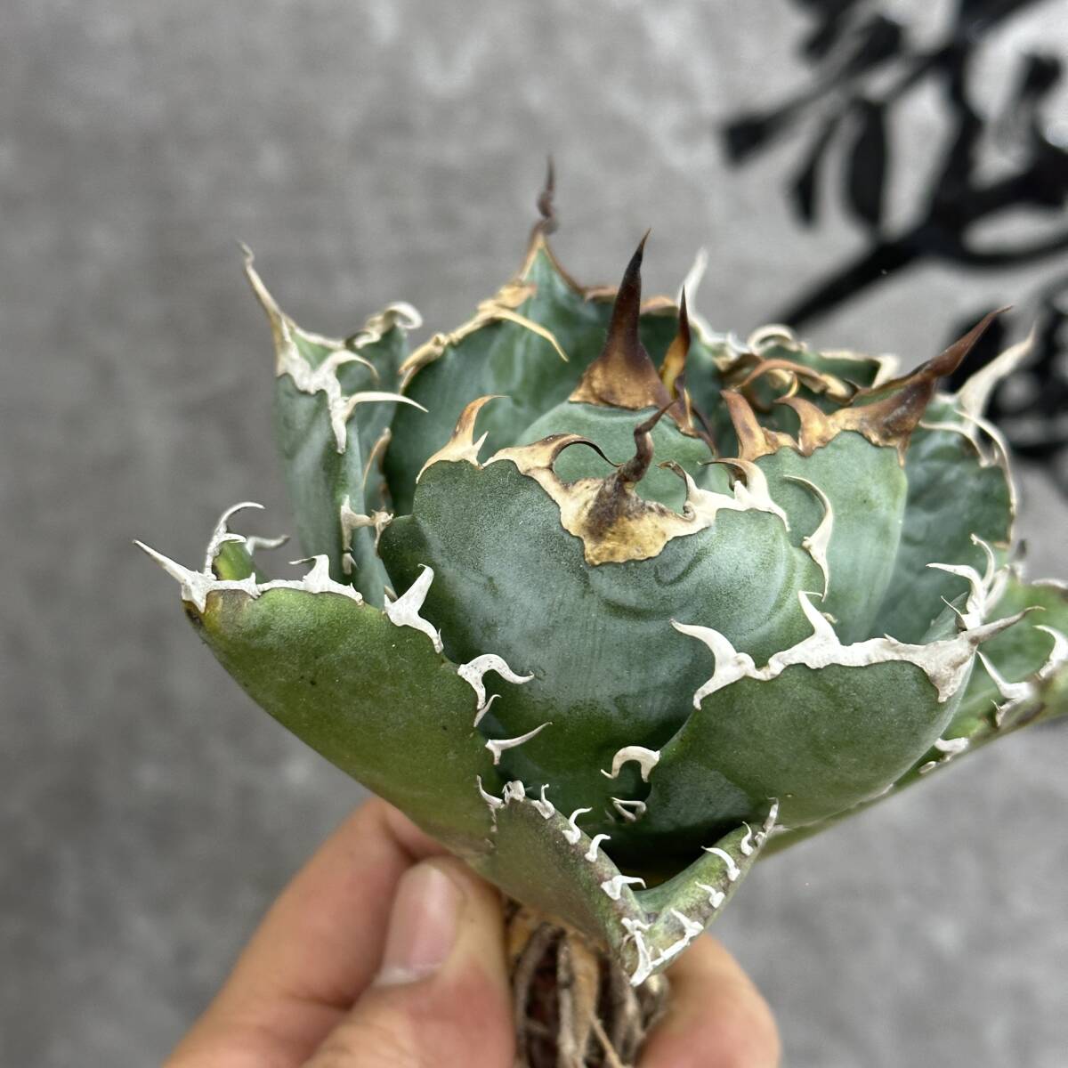 [ dragon ..]①No.117 special selection agave succulent plant chitanota white . a little over . finest quality stock 