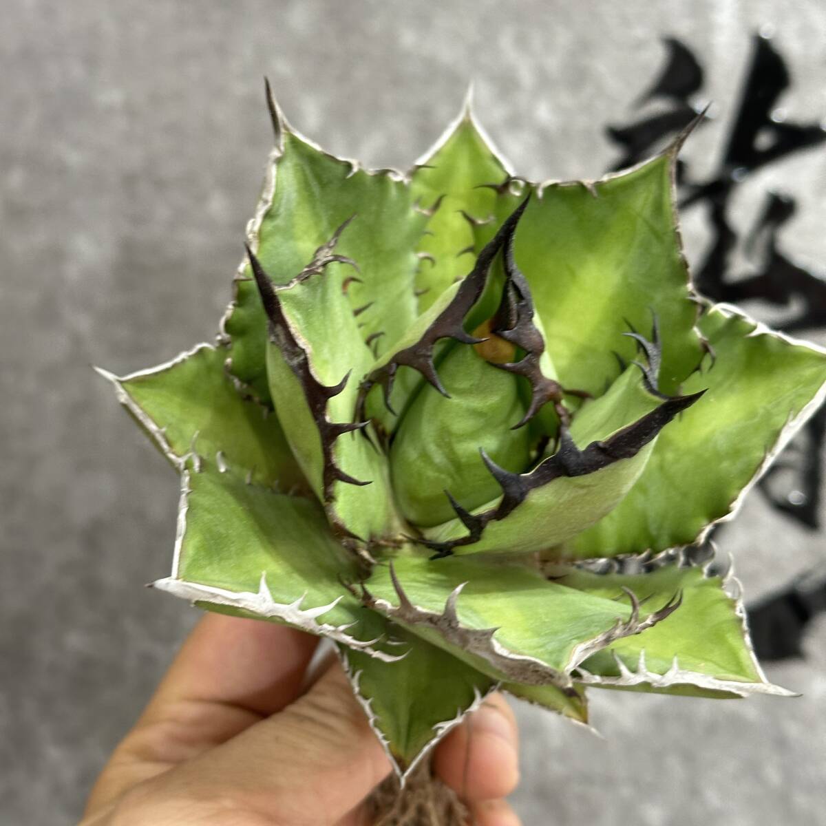 [ dragon ..]①No.113 special selection agave succulent plant chitanota black fire - black fire . a little over . finest quality stock 