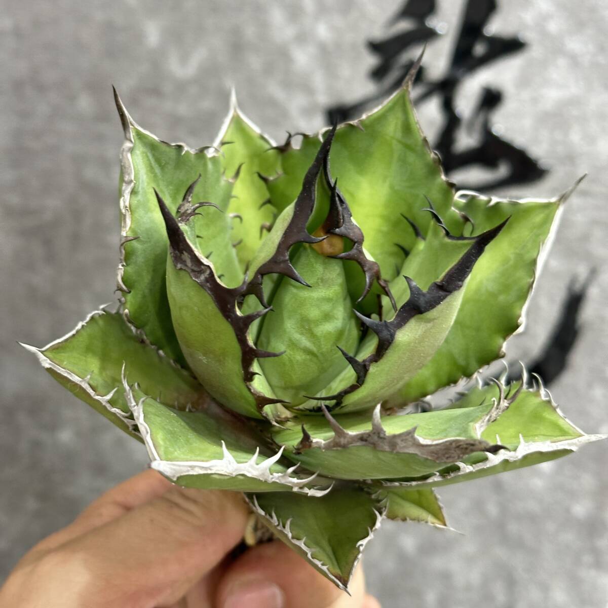 [ dragon ..]①No.113 special selection agave succulent plant chitanota black fire - black fire . a little over . finest quality stock 