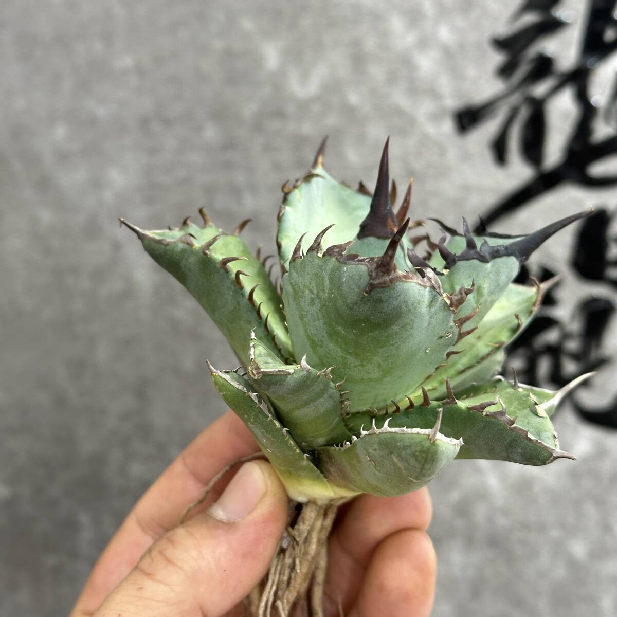 [ dragon ..]① No.170 special selection agave succulent plant chitanota... super a little over . finest quality stock ultra rare!