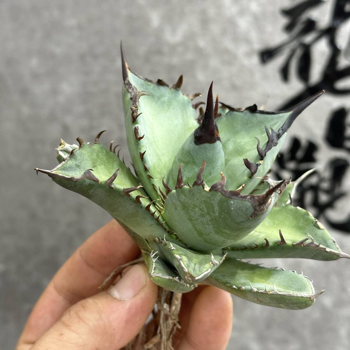 [ dragon ..]① No.170 special selection agave succulent plant chitanota... super a little over . finest quality stock ultra rare!