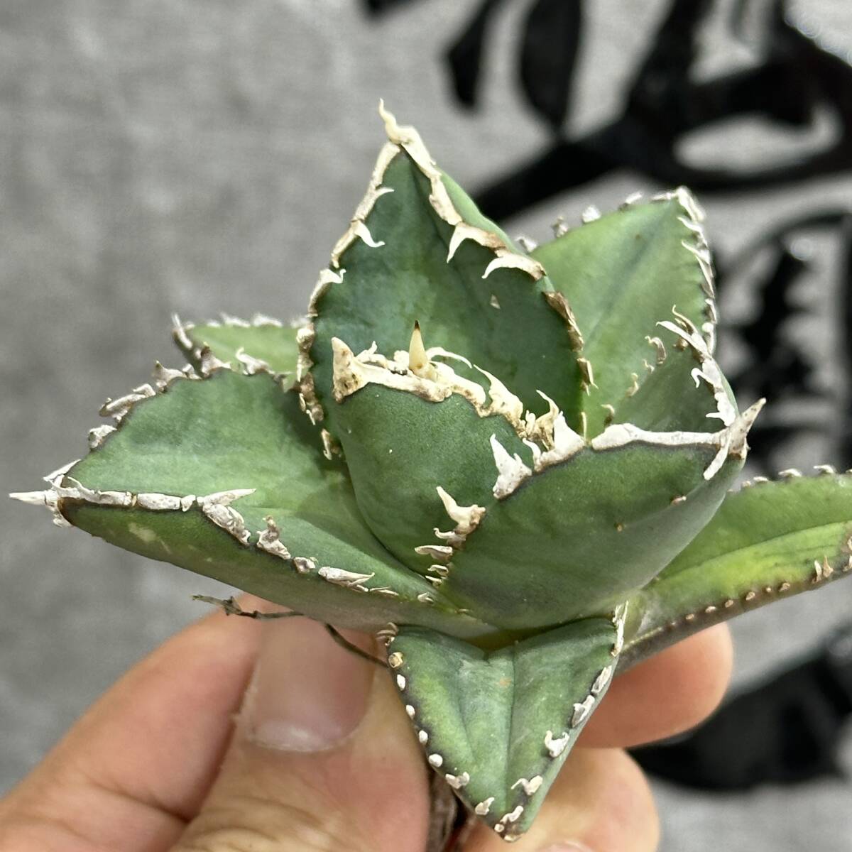 [ dragon ..]①No.183 special selection agave succulent plant chitanota. person a little over . finest quality stock ultra rare!