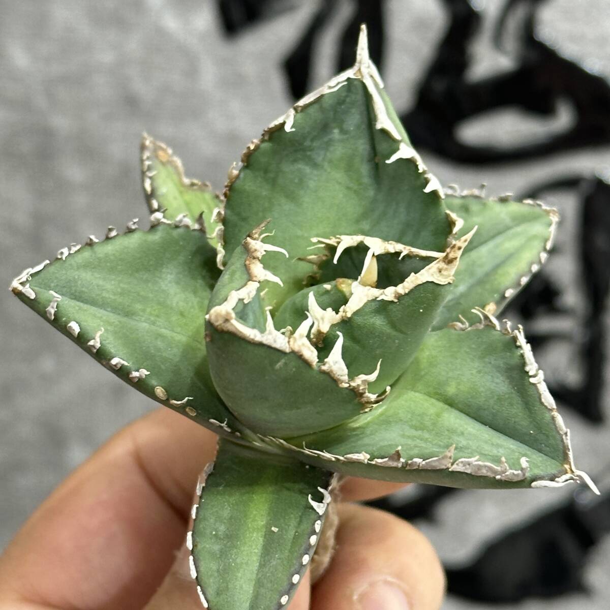 [ dragon ..]①No.183 special selection agave succulent plant chitanota. person a little over . finest quality stock ultra rare!