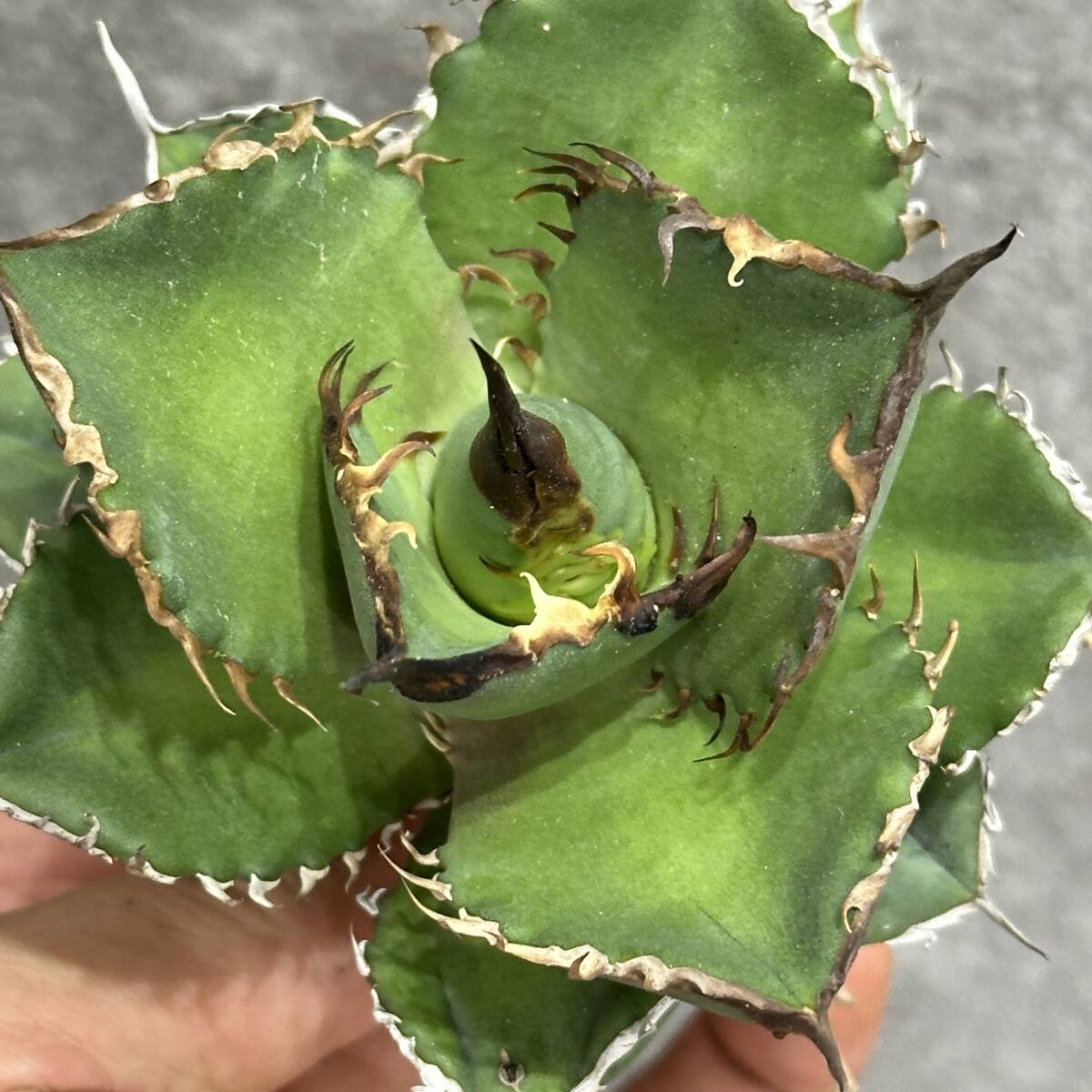 [ dragon ..]①No.173 special selection agave succulent plant chitanota. fish . a little over . finest quality beautiful stock ultra rare! limitation stock 