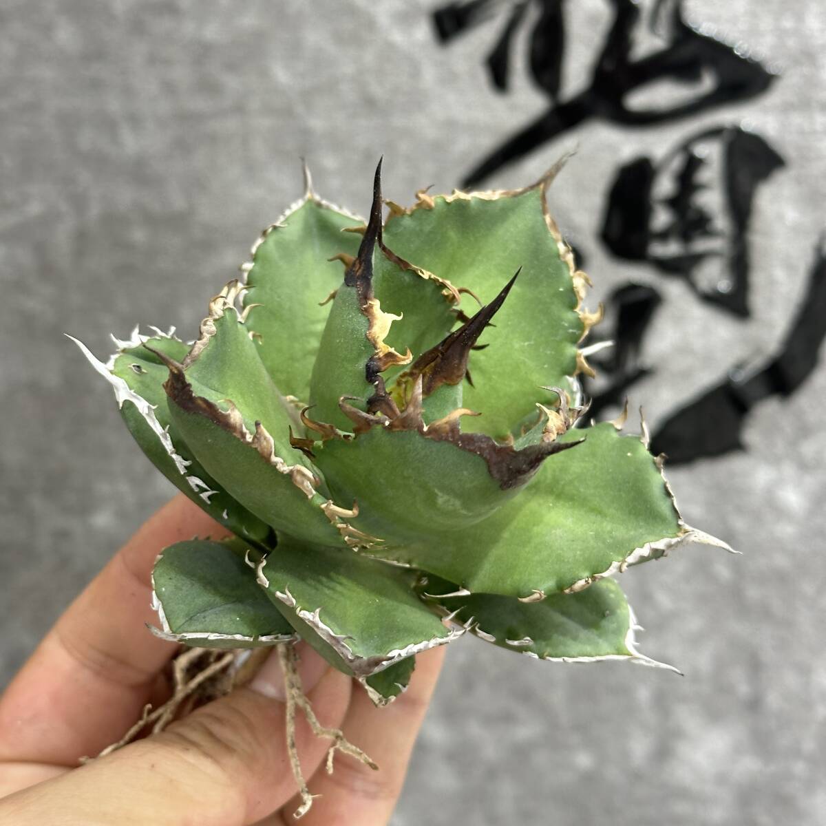 [ dragon ..]①No.173 special selection agave succulent plant chitanota. fish . a little over . finest quality beautiful stock ultra rare! limitation stock 