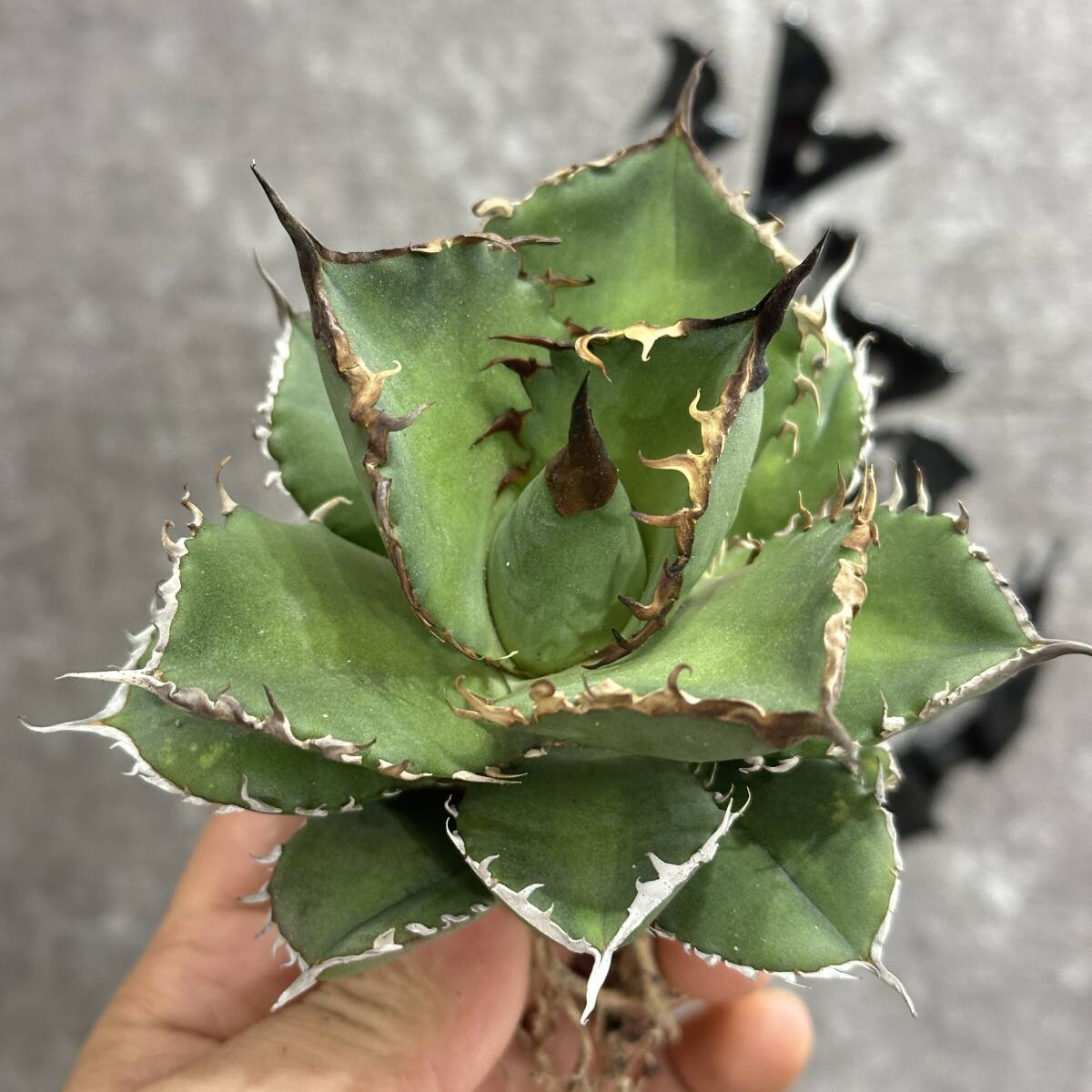 [ dragon ..]①No.173 special selection agave succulent plant chitanota. fish . a little over . finest quality beautiful stock ultra rare! limitation stock 