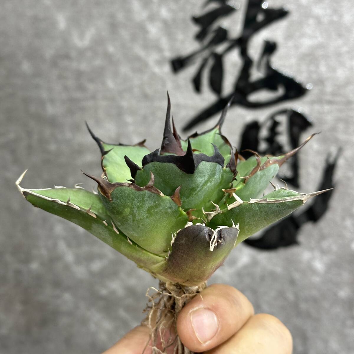 【龍園觀】①No.169 特選 アガベ 多肉植物 チタノタ ハデス Hades 黒帝斯 恐龍牙歯 強棘 極上株 _画像5