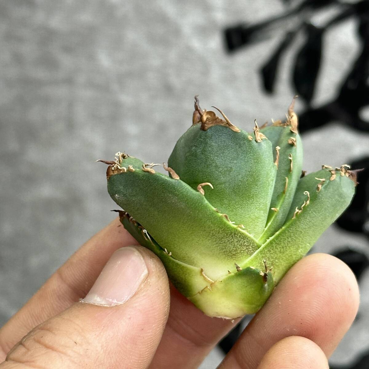 [ dragon ..]①No.130 special selection agave succulent plant chitanota. circle .. super a little over . finest quality stock ultra rare!