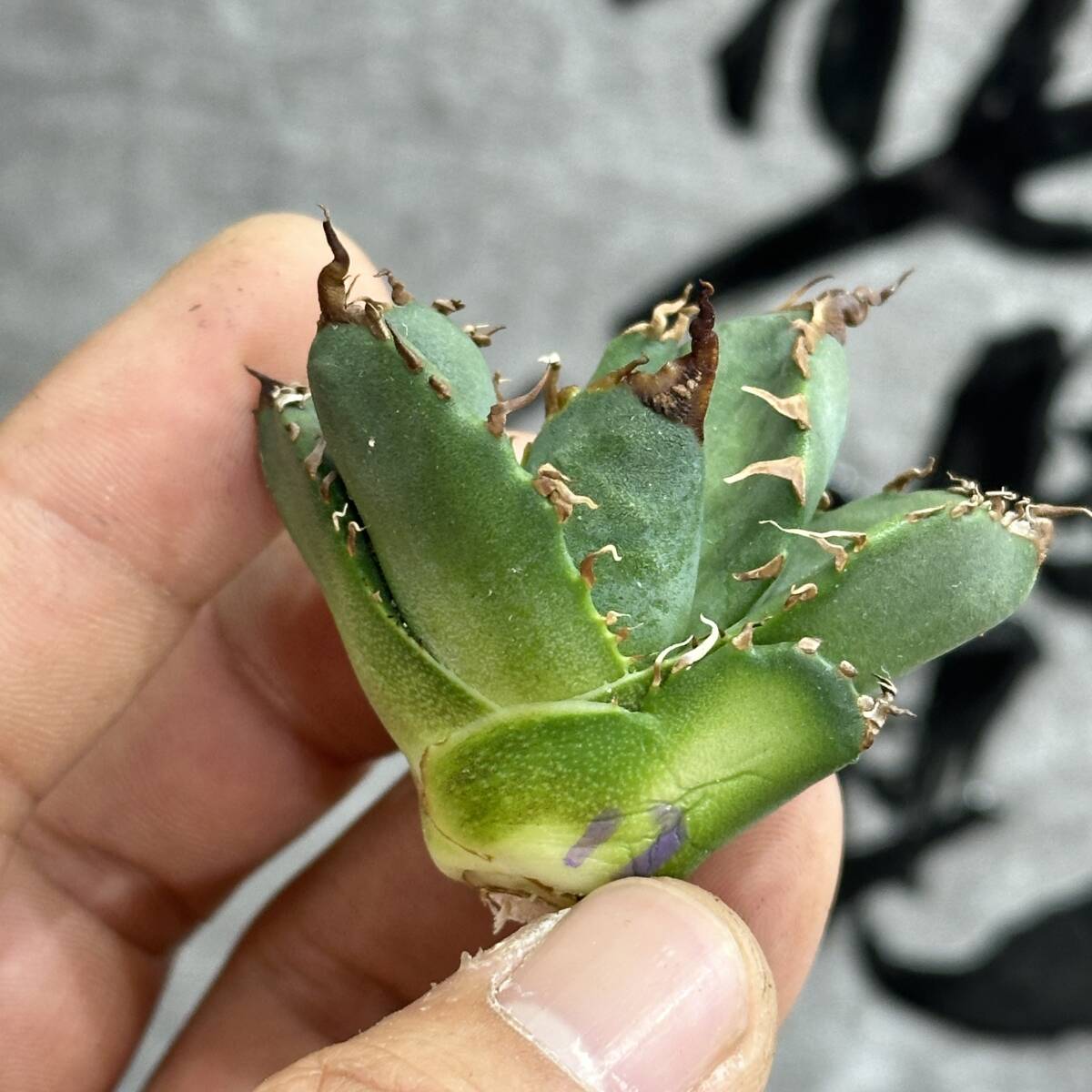 [ dragon ..]①No.130 special selection agave succulent plant chitanota. circle .. super a little over . finest quality stock ultra rare!