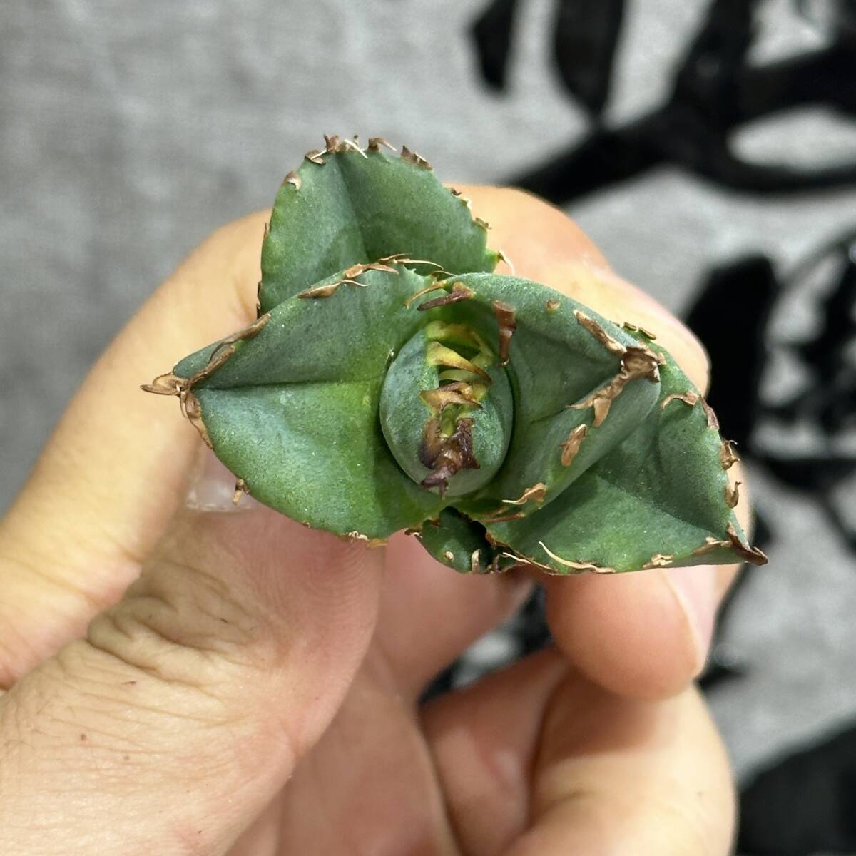 [ dragon ..]①No.131 special selection agave succulent plant chitanota. circle .. super a little over . finest quality stock ultra rare!