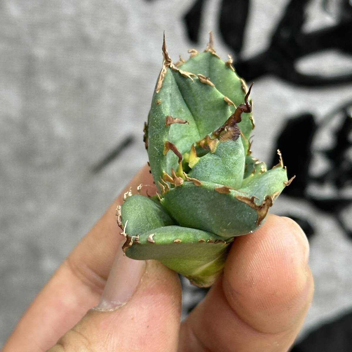 [ dragon ..]①No.131 special selection agave succulent plant chitanota. circle .. super a little over . finest quality stock ultra rare!