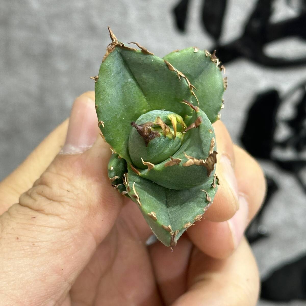 [ dragon ..]①No.131 special selection agave succulent plant chitanota. circle .. super a little over . finest quality stock ultra rare!