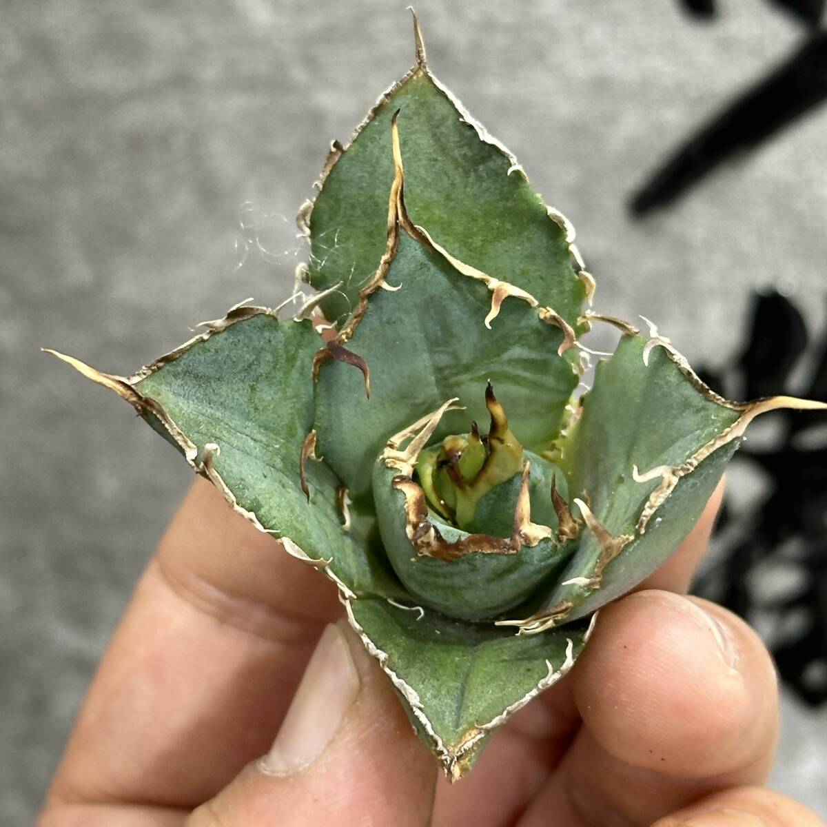 [ dragon ..]①No.188 special selection agave succulent plant chitanota white . a little over . finest quality stock 6 stock 