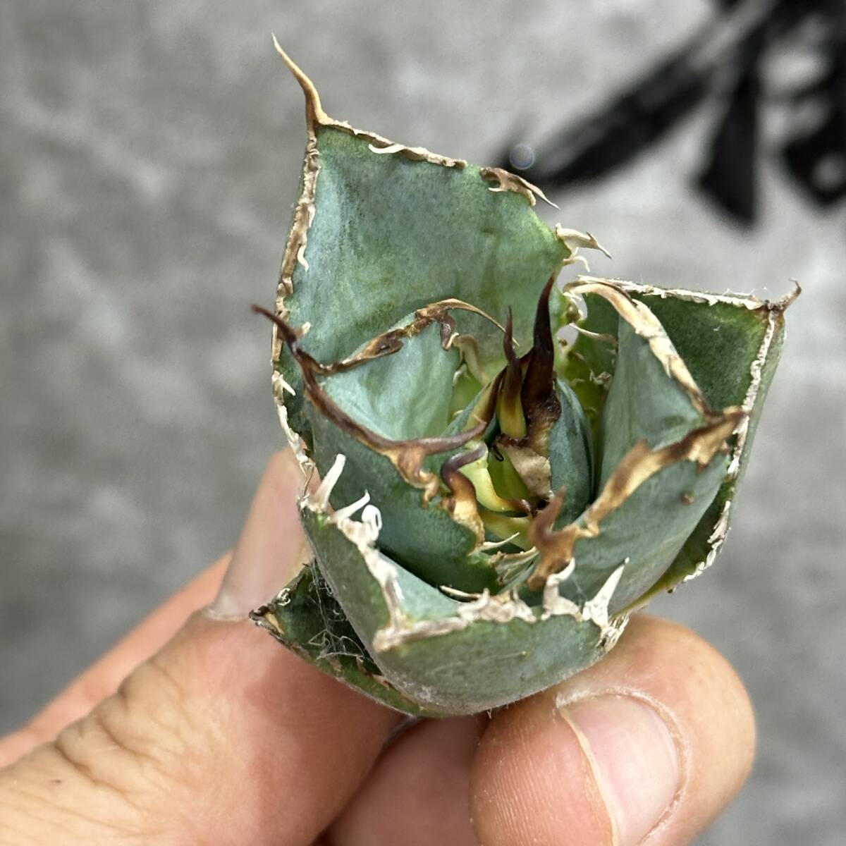 [ dragon ..]①No.188 special selection agave succulent plant chitanota white . a little over . finest quality stock 6 stock 