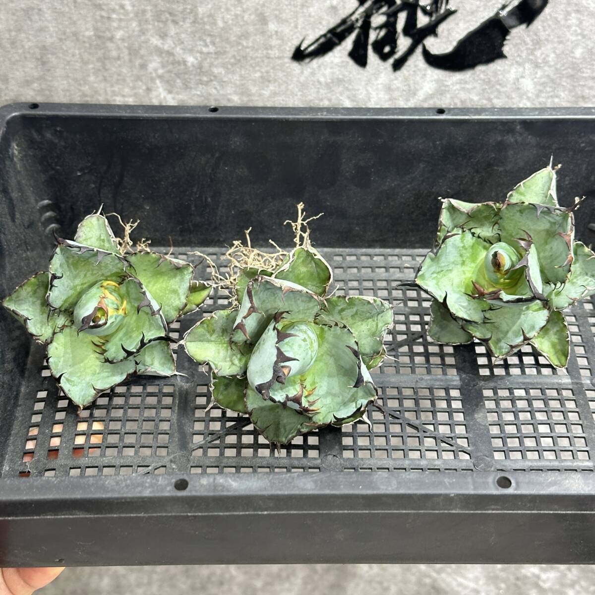 [ dragon ..]①No.193 special selection agave succulent plant chitanotaBB black and blue . black . super a little over .. leaf type finest quality stock short leaf 3 stock 