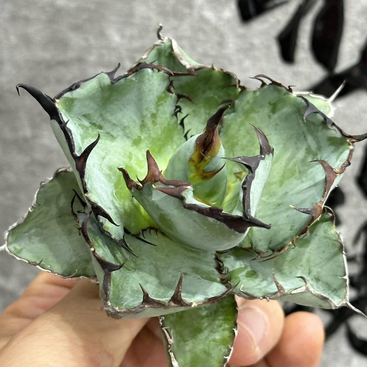 [ dragon ..]①No.193 special selection agave succulent plant chitanotaBB black and blue . black . super a little over .. leaf type finest quality stock short leaf 3 stock 