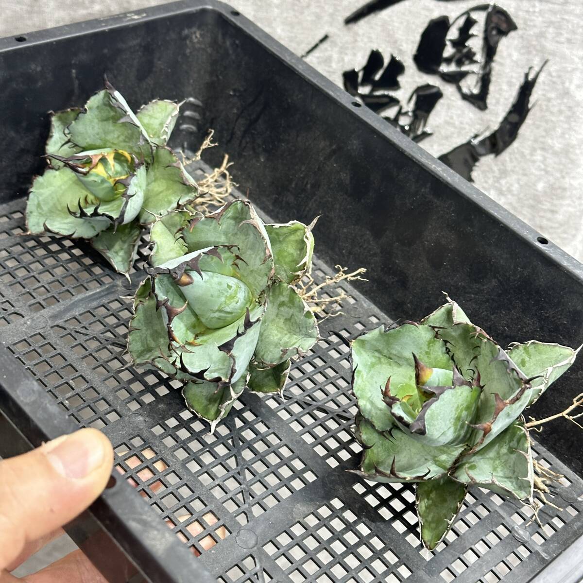 [ dragon ..]①No.193 special selection agave succulent plant chitanotaBB black and blue . black . super a little over .. leaf type finest quality stock short leaf 3 stock 