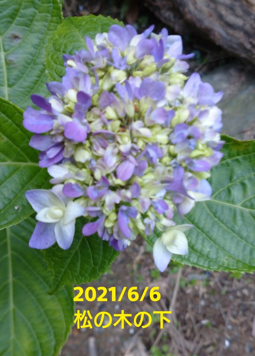 紫陽花 あじさい アジサイ 品種不明 ３号ポット苗 来期用の画像2