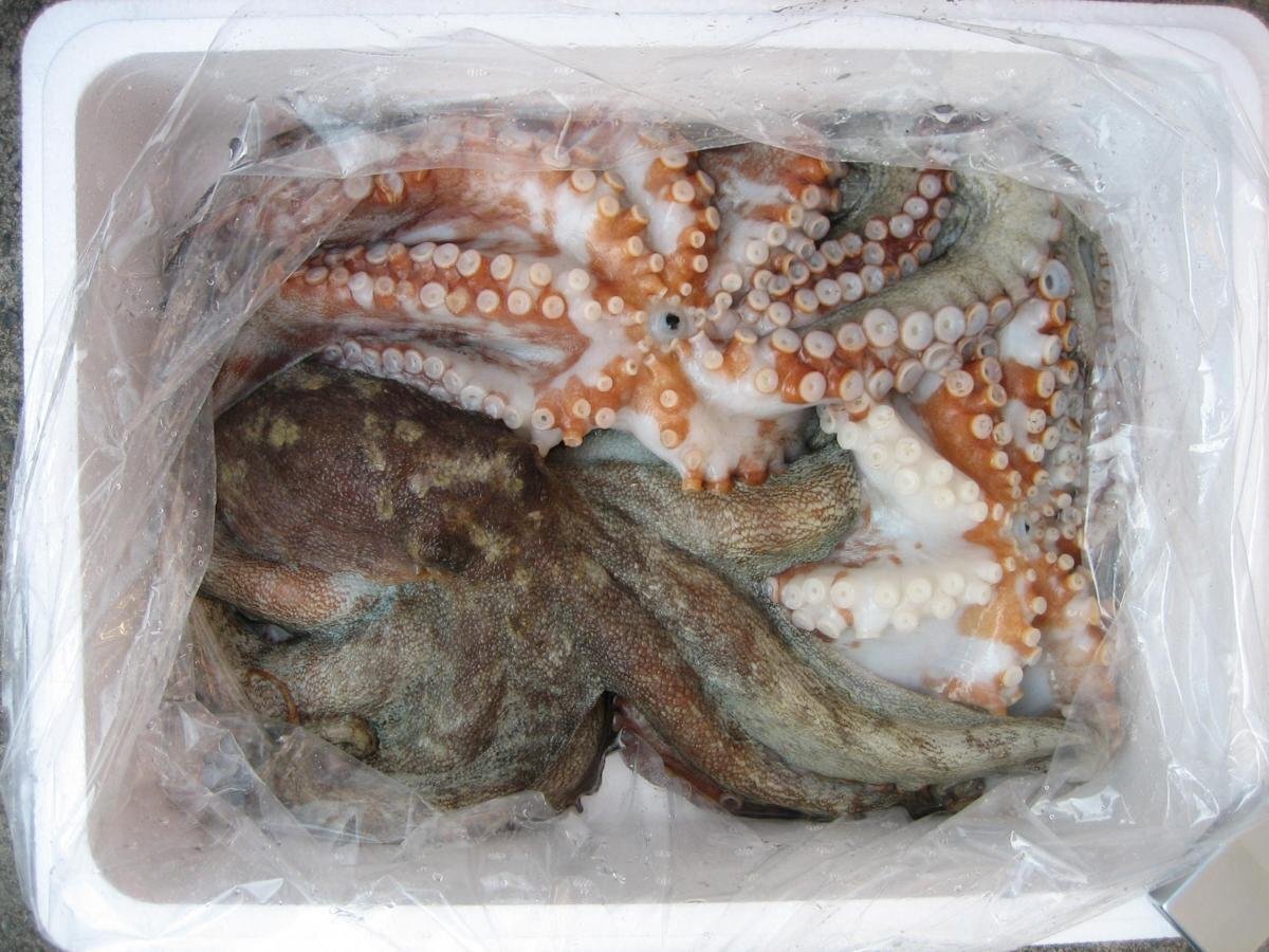 とれたて、地物「活真ダコ3kg」お刺身用、活のまま発送します。　山陰境港産_画像7