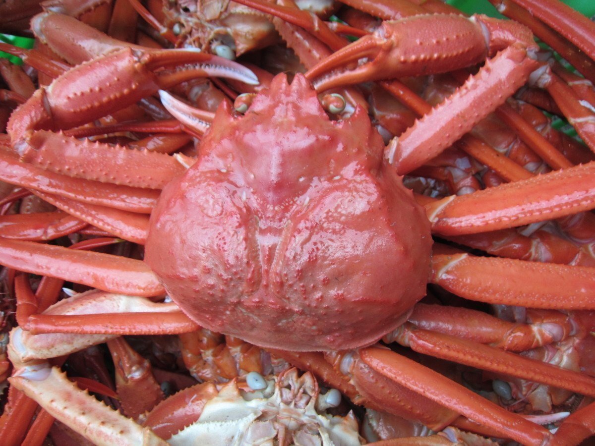 10本、名人の 浜茹で蟹【最大級5L】（1尾600-800g）ゆでたて直送!! ...「紅蟹600-800」の画像3