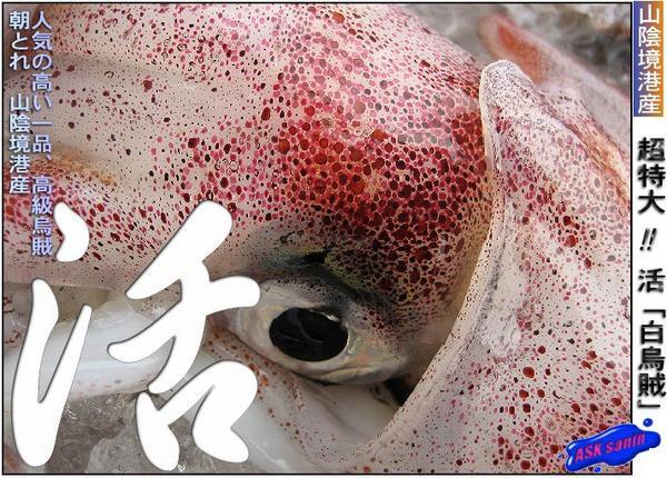 Ультра -глюксная свежая рыба "Белый кальмар (совет меча) набор 4 кг" Негабаритный перевод Счастка