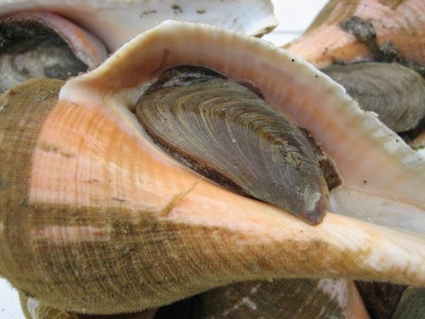 珍味な貝「ヨナキ1kg」はいかがでしょう。 めったにお目にかかれない!!の画像8