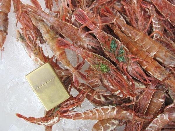 珍味な海老!! 「ガラ海老1kg」境港自慢の逸品（活または活冷凍）の画像10