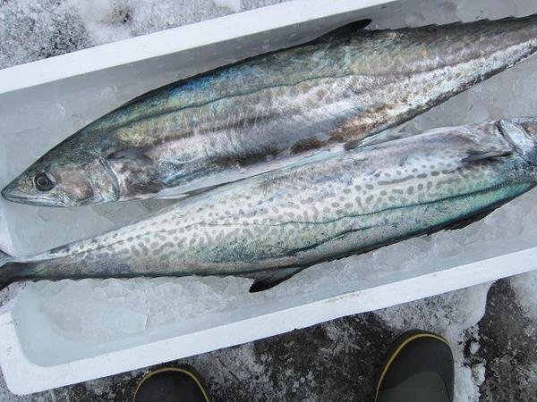 朝どれ直送!!「活サワラ2kg以上」お刺身用、超高級鮮魚 よく脂のってます!! 山陰境港産の画像6