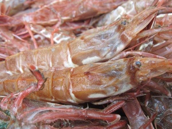 3本、珍味な海老!! 「ガラ海老1kg」境港自慢の逸品（活または活冷凍）の画像8