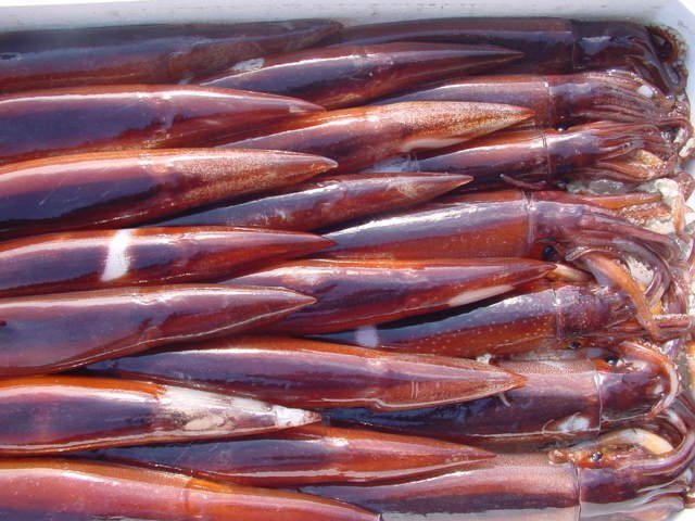 お刺身用「スルメ烏賊29尾で4kg」活冷凍品、-美しい釣り物の画像5