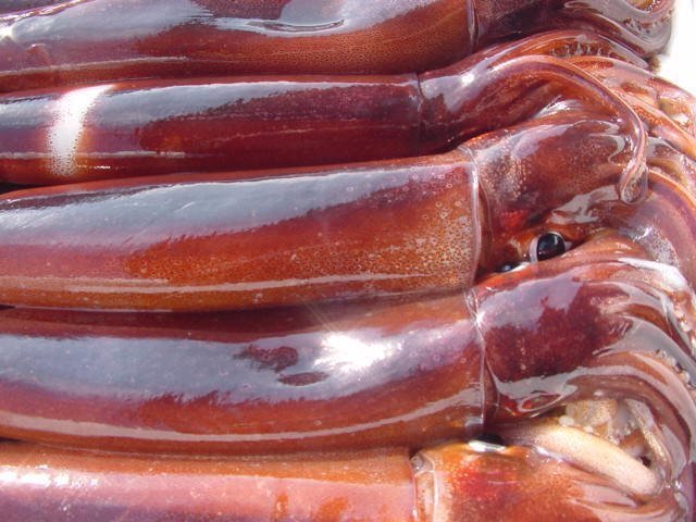 お刺身用「スルメ烏賊16尾位で4kg」活冷凍品、-美しい釣り物の画像2