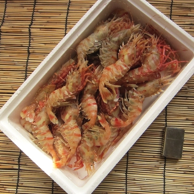 珍味な海老「鬼海老-1kg」 お刺身用  『魚王国』山陰境港産の画像6
