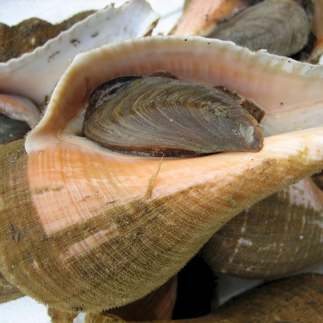 珍味な貝「ヨナキ1kg」はいかがでしょう。 めったにお目にかかれない!!の画像2