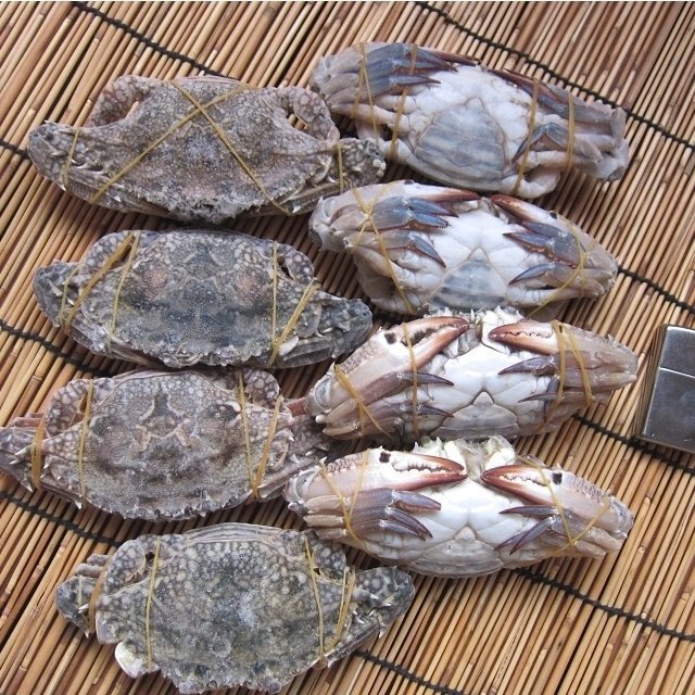 台湾ガザミ★メスのみ★ 「ワタリ蟹1kg」 10尾前後、 バーレーン産の画像10